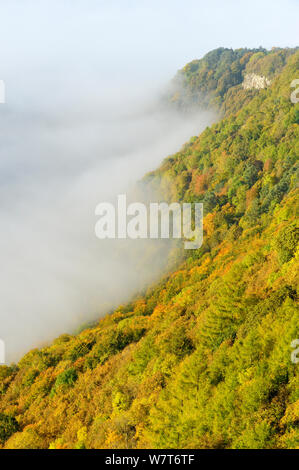 Einem nebligen Morgen über einen Mischwald im Herbst. Kinnoull Hill Woodland Park, Perthshire, Schottland, Oktober 2012. Stockfoto