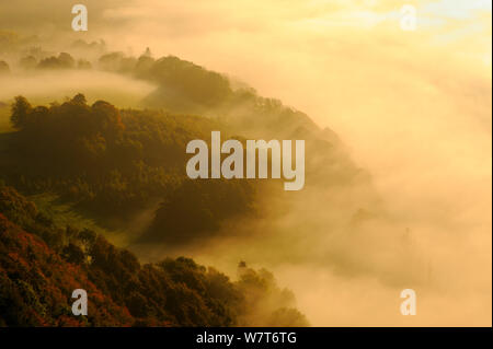 Einem nebligen Morgen über einen Mischwald im Herbst. Kinnoull Hill Woodland Park, Perthshire, Schottland, Oktober 2012. Stockfoto