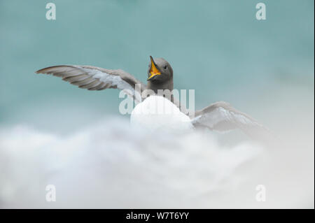 Trottellumme (Uria aalge) Stretching seine Flügel. Fowlsheugh, Schottland, Juni. Stockfoto