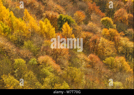 Dämmerung Licht über einem Mischwald im Herbst. Kinnoull Hill Woodland Park, Perthshire, Schottland, November. Stockfoto