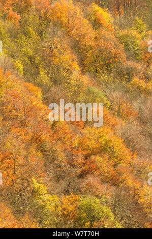 Dämmerung Licht über einem Mischwald im Herbst. Kinnoull Hill Woodland Park, Perthshire, Schottland, November. Stockfoto