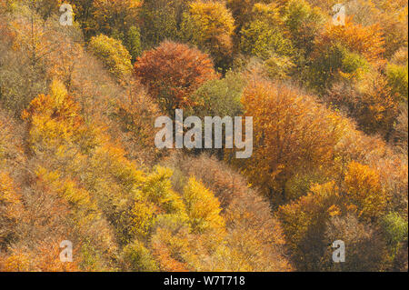 Dämmerung Licht über einem Mischwald im Herbst. Kinnoull Hill Woodland Park, Perthshire, Schottland, November. Stockfoto