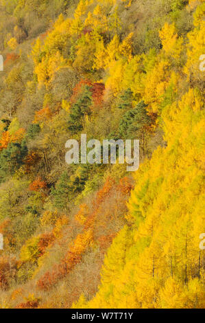 Dämmerung Licht über einem Mischwald im Herbst. Kinnoull Hill Woodland Park, Perthshire, Schottland, November. Stockfoto