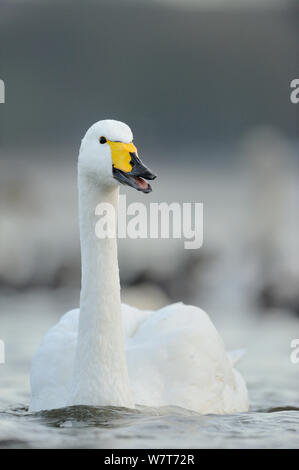 Singschwan (Cygnus Cygnus) erwachsenen Vogel ruft am Nachmittag, Licht. Glasgow, Schottland, Dezember. Stockfoto