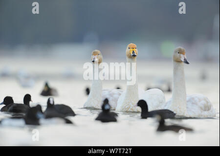 Singschwan (Cygnus Cygnus) erwachsenen Vogel mit zwei Cygnets umgeben Blässhuhn (Fulica atra) und Teichhuhn (Gallinula chloropus), Glasgow, Schottland, Dezember Stockfoto