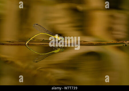 Weibliche Blue-tailed damselfly (Ischnura elegans) Eier, Vendée, Frankreich, Juli. Stockfoto