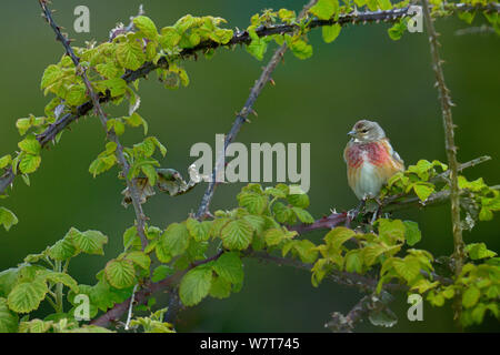 Männliche gemeinsame Hänfling (Carduelis cannabina) männlich, Marais Breton, Bretagne/Bretagne, Frankreich, Dezember. Stockfoto