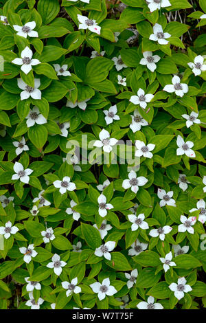 Kanadische bunchberry (Cornus canadensis) in Blüte, British Columbia, Kanada, Juni. Stockfoto