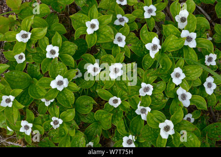 Kanadische bunchberry (Cornus canadensis) in Blüte, British Columbia, Kanada, Juni. Stockfoto