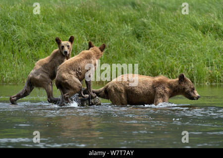 Weibliche Grizzlybär (Ursus arctos Horribilis) und zwei Jugendliche in Wasser, das khutzeymateen Grizzly Bär Heiligtum, British Columbia, Kanada, Juni. Stockfoto