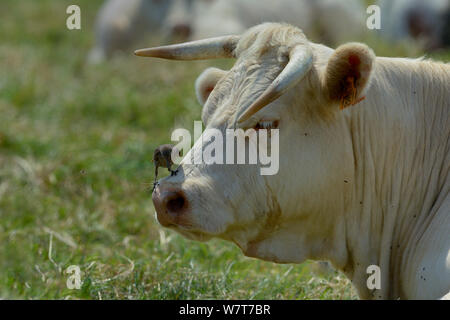 Jugendliche gemeinsame Star (Sturnus vulgaris) auf der Nase einer Kuh thront, Marais Breton, Bretagne/Bretagne, Frankreich, Juli. Stockfoto