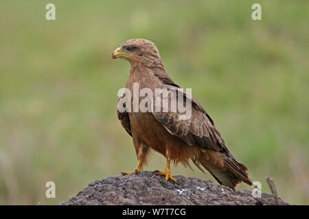 Schwarzer Milan (MILVUS MIGRANS) auf Felsen, Ngorongoro Krater, Tansania. Stockfoto