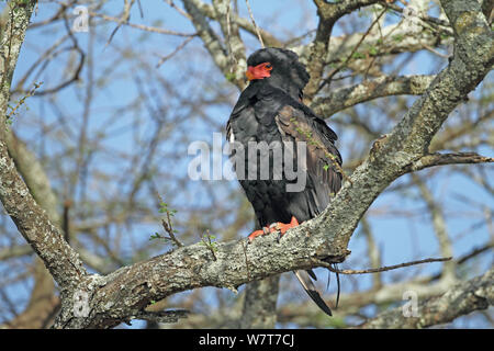 Sie (Terathopius ecaudatus) im Baum, Serengeti, Tansania Stockfoto