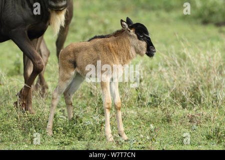 Gnus (connochaetes Taurinus) Kalb, stehend von Mutter, Serengeti, Tansania Stockfoto