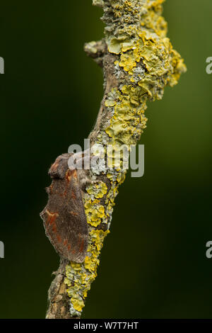 Bügeleisen Prominente (Notodonta dromedarius) Erwachsenen auf gelbe Flechten bedeckt Zweig, Sheffield, England, UK, August. Stockfoto