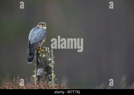 Merlin (Falco columbarius) männlichen auf Zaunpfosten, Captive, Schottland, Februar. Stockfoto