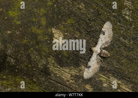 Kalk spec pug Motte (Eupithecia centaureata) Sheffield, England, Großbritannien, Juli. Stockfoto