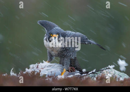 Wanderfalke (FALCO PEREGRINUS) Männer im Schnee, gefangen. Stockfoto