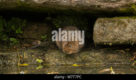 Wasser vole (Arvicola terrestris) am Kanalufer, Derbyshire, England, UK, Mai. Stockfoto