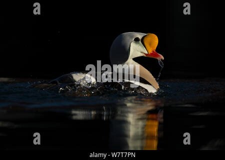 König Eiderente (Somateria californica) Porträt, Varanger, Norwegen, März. Stockfoto