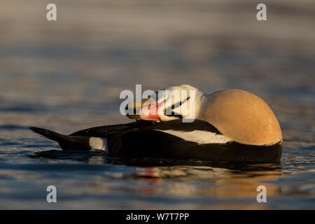 König Eiderente (Somateria californica) putzen, Varanger, Norwegen, März. Stockfoto