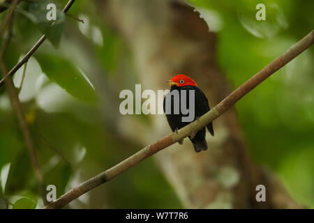 Erwachsenen männlichen Red-capped Manakin (Pipra mentalis) auf seinem Display barsch. Soberanía Nationalpark, Gamboa, Panama, Dezember. Stockfoto