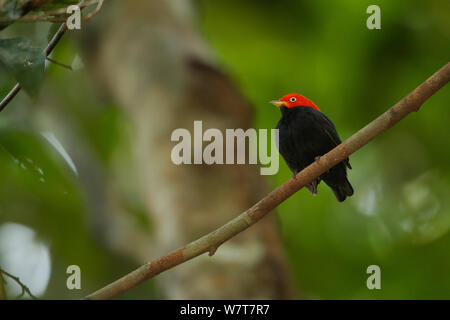 Erwachsenen männlichen Red-capped Manakin (Pipra mentalis) auf seinem Display barsch. Soberanía Nationalpark, Gamboa, Panama, Dezember. Stockfoto