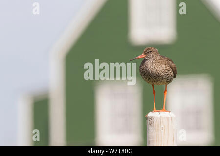 Rotschenkel (Tringa totanus) vor dem Haus thront, Insel Flatey, Island, Juni. Stockfoto