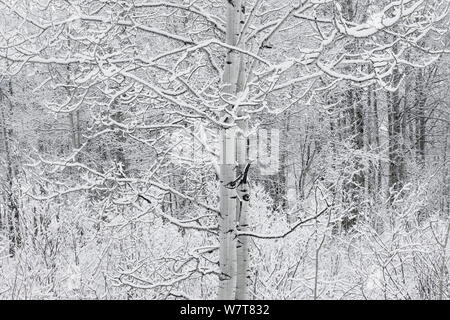 Aspen Grove (Populus tremuloides) im Winter, Grand Teton National Park, Wyoming, USA, Januar. Stockfoto