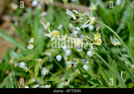 Paar kleinblütige Knoblauch (Allium paradoxum) mit Blumen und Bulbillen, Herefordshire, England, UK, Mai. Stockfoto