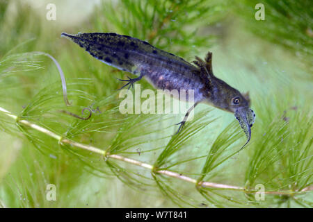 Great Crested Newt (Triturus cristatus) Größere tadpole Essen kleinere Kaulquappe, Captive, Herefordshire, UK, August. Stockfoto
