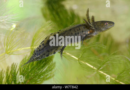 Great Crested Newt (Tritrus cristatus) Kaulquappe, mittlere Entwicklungsphase, Captive, Herefordshire, England, UK, August. Stockfoto