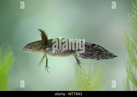 Great Crested Newt (Triturus cristatus) Kaulquappe, mittlere Entwicklung, Captive, Herefordshire, England, August Stockfoto