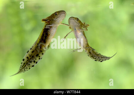 Zwei große Crested Newt (Triturus cristatus) Kaulquappen, mittlere Entwicklung, Captive, Herefordshire, England, August. Stockfoto