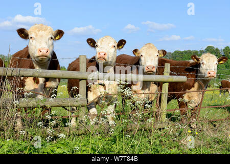 Vier Hereford Farren über einen Zaun mit Kuh Petersilie (Anthriscus sylvestris) Worcestershire, England, Mai. Stockfoto