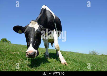 Low Angle View von Holstein Milchkuh auf der Weide, Herefordshire, England, Juni Stockfoto