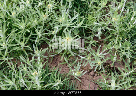 Marsh Cudweed (Gnaphalium uliginosum) zunehmend auf der Basis von ausgetrockneten Teich, Herefordshire, England, Juli 2013. Stockfoto