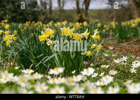 Wilden Narzissen (Narcissus pseudonarcissus) und Buschwindröschen (Anemone officinalis), alten Wälder, Herefordshire, England, UK, April. Stockfoto