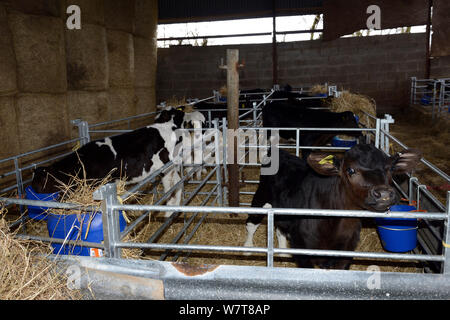 Drei Wochen alten entitled Kälber im Stall Stifte, die für die rindfleischerzeugung, Herefordshire, England, UK, April 2013. Stockfoto