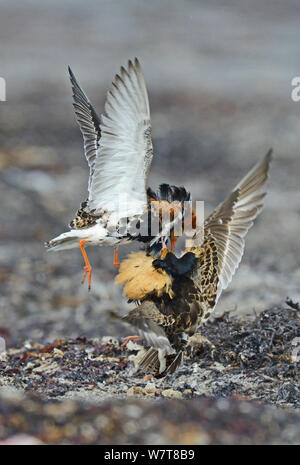 Territoriale männlichen Kampfläufer (Philomachus pugnax) Kämpfe in die Anzeige an Ihre Nahrungsaufnahme am Strand. Varanger, Finnmark, Norwegen, Mai. Stockfoto