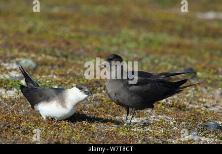 Männliche dunkle Phase Schmarotzerraubmöwe (Eulen parasiticus) Umwerbung leichte Phase weiblich. Varanger, Finnmark, Norwegen, Mai. Stockfoto