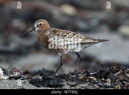 Curlew Sandpiper (Calidris ferruginea) in voller Zucht Gefieder zu Fuß am Strand. Varanger Shoreline, Finnmark, Norwegen, Juni. Stockfoto