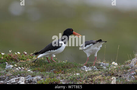 Weibliche Austernfischer (Haematopus ostralegus) umwerben mate. Porsanger Fjord, Finnmark, Norwegen, Juni. Stockfoto