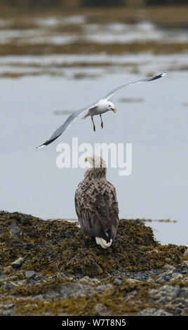 Juvenile Seeadler (Haliaeetus albicilla), tauchen - durch eine Sturmmöwe (Larus canus) Varanger Ufer, Finnmark, Norwegen, Juni bombardiert. Stockfoto