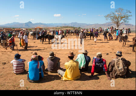 Zebu-rinder (Bos indicus) Markt in Ambalavao, zentralen Madagaskar, November 2012. Stockfoto