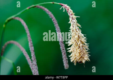 Hängend Segge (Carex pendula) in Blüte, Stoke Woods, Devon. Juni. Stockfoto