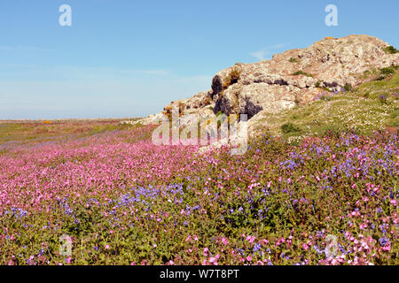 Red Campion (Silene dioica) Blumen, skomer Island, Pembrokeshire, Wales, Mai. Stockfoto