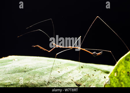 Thread-legged Bug (Ghinallelia sp.) Profil, im tropischen Regenwald, Tambopata Reserve, Peru, Südamerika. Stockfoto