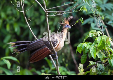 Hoatzin (Opisthocomus hoazin) im Regenwald, Tambopata Reserve, Peru, Südamerika. Stockfoto