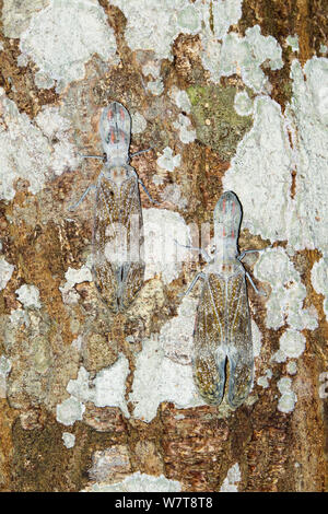 Laterne Bugs (Fulgora laternaria) auf Baumstamm im Regenwald getarnt im Tambopata Fluss Tambopata National Reserve, Peru, Südamerika. Stockfoto